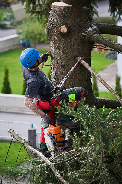 Best Commercial Tree Services  in Inverness Highlands North, FL